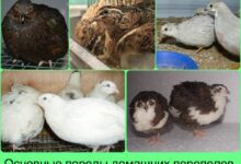 Photo of Эффективные способы лечения перепелов