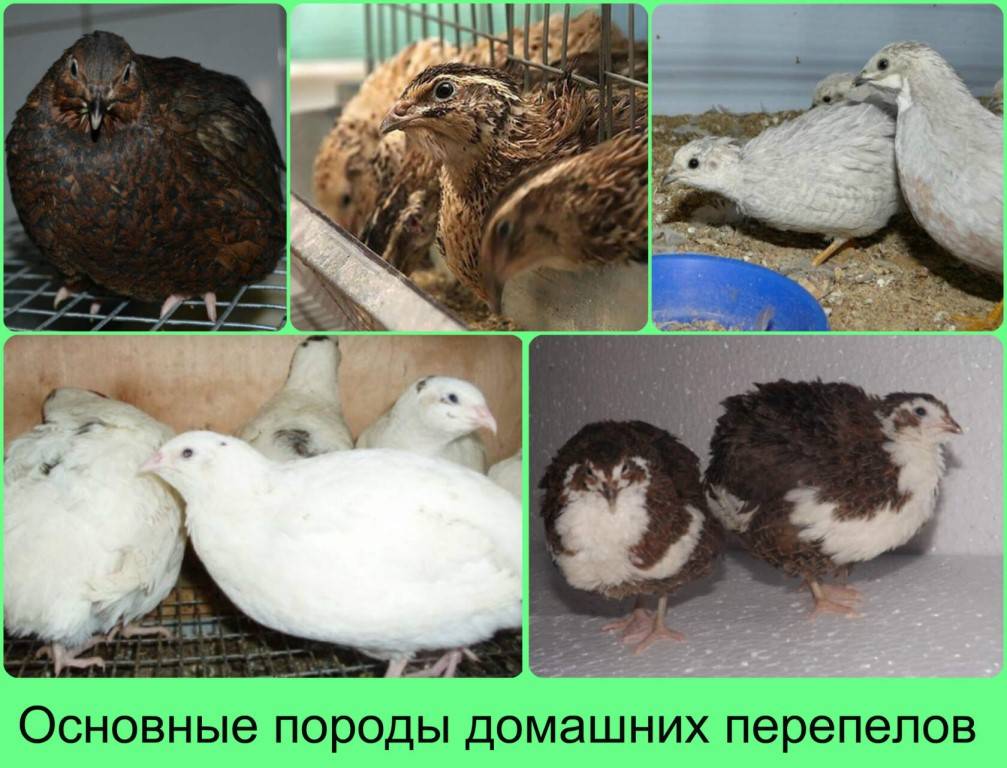 Фото 32 — Эффективные способы лечения перепелов