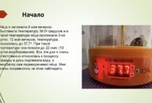 Photo of Методы содержания перепелов в домашних условиях