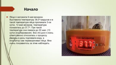 Photo of Методы содержания перепелов в домашних условиях
