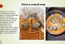 Photo of Методы содержания перепелов в домашних условиях