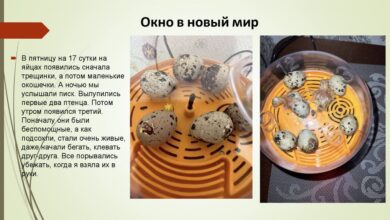 Photo of Методы содержания перепелов в домашних условиях